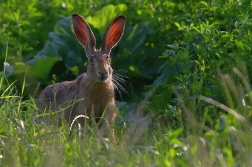Zajíc polní