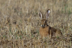 Zajíc polní