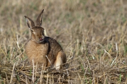 Zajíc polní