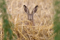 Zajíc polní ( Lepus europaeus )