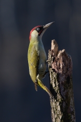 Žluna zelená  ( Picus viridis )