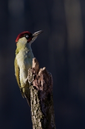Žluna zelená  ( Picus viridis )