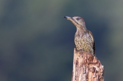 Žluna zelená  ( Picus viridis )