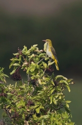 Žluva hajní ( Oriolus oriolus )