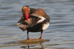 Zrzohlávka rudozobá