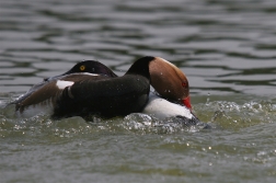 Zrzohlávka rudozobá