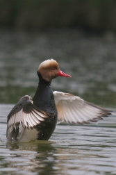 Zrzohlávka rudozobá