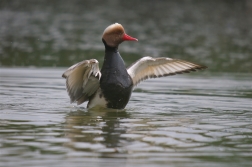 Zrzohlávka rudozobá