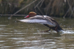 Zrzohlávka rudozobá