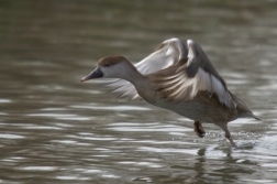 Zrzohlávka rudozobá