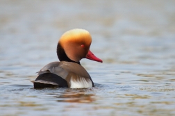 Zrzohlávka rudozobá